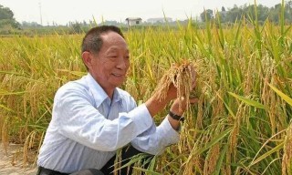 小红书:7777788888一肖一码-杂交水稻是什么