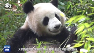 抖音视频:香港正版内部资料大公开-大熊猫的尾巴是什么颜色