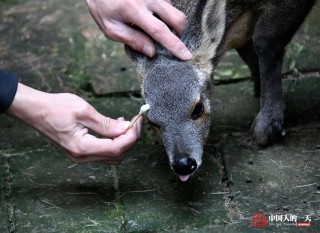 抖音视频:老澳六开彩开奖号码记录-麝香是什么动物身上的哪个部位