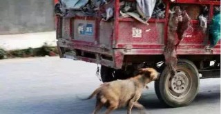 搜狐订阅：7777788888新版跑狗图-高架上逼停小车大骂