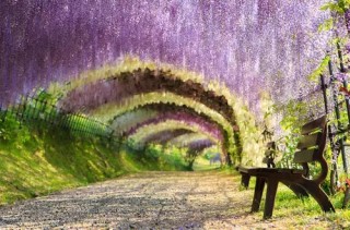 百家号:2024澳门正版平特一肖-紫藤什么时候开花