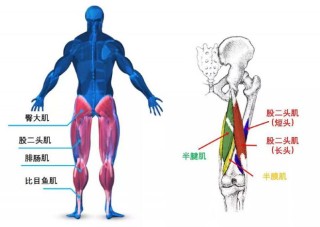 阿里巴巴:新澳门2024资料大全管家婆-大腿后侧肌肉叫什么