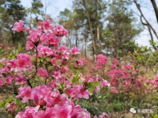 百家号:新澳精选资料免费提供-映山红属于哪个年代