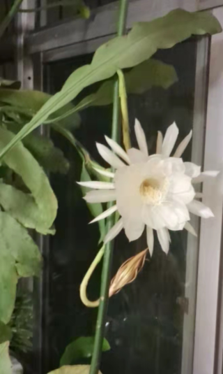 小红书:494949澳门今晚开什么-昙花什么时候开