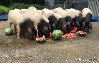 搜狐:2024澳门开奖结果查询-韩国人不信西瓜喂猪