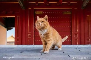 搜狐订阅：新澳门48049六开彩资料大全-胡麻油是什么油