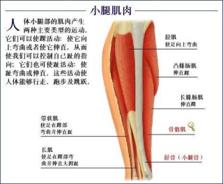 搜狐:澳门金牛版正版资料大全免费-肌肉拉伤挂什么科