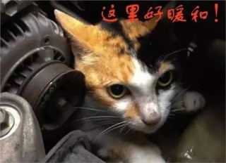 微博:澳门正版资料大全资料生肖卡-桃李争妍的意思是什么
