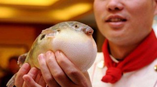 中新网:管家婆白小姐开奖记录-河豚怎么吃