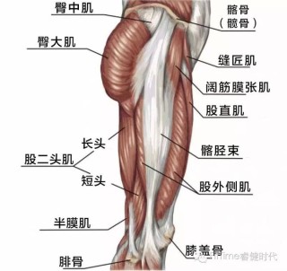 阿里巴巴:新澳门2024资料大全管家婆-大腿后侧肌肉叫什么