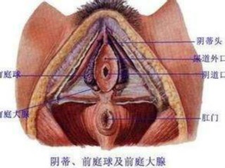 腾讯：新澳门王中王资料-前庭大腺囊肿是什么原因引起的