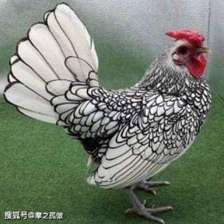 网易:白小姐一肖一码今晚开奖-1981年属鸡的是什么命