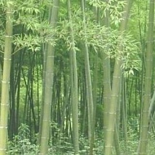 阿里巴巴:澳彩资料免费资料大全生肖灵码表-什么是感统失调