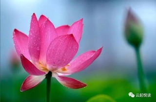 百家号:494949cc澳门精准一肖-荷花是什么时候开