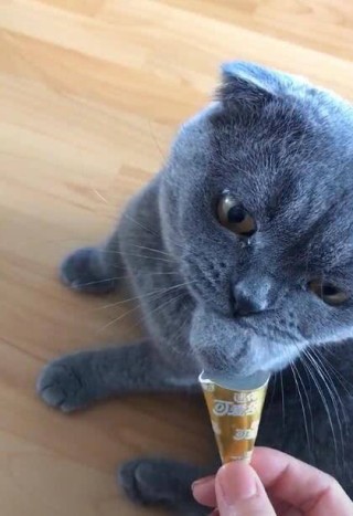 知乎：新澳彩资料免费资料大全-小猫可以吃什么