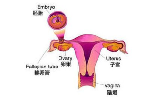 搜狐订阅：澳门天天最准最快资料-葡萄胎是什么