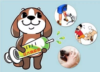 搜狐:7777788888新版跑狗图-狂犬疫苗打在什么部位