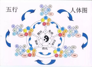 火山视频:新澳彩资料免费资料大全五行-穴与什么有关