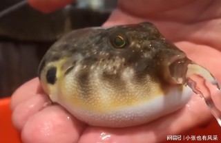 中新网:管家婆白小姐开奖记录-河豚怎么吃