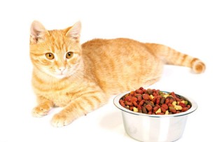搜狐订阅：2024年新澳版资料正版图库-猫咪能吃什么水果