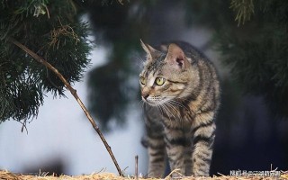 网易:2024管家婆正版六肖料-猫咪飞机耳是什么意思