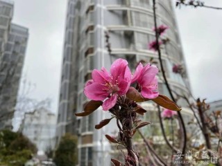 中新网:澳门最准的资料免费公开-菟丝花是什么意思