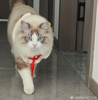 网易:2024管家婆正版六肖料-猫咪飞机耳是什么意思