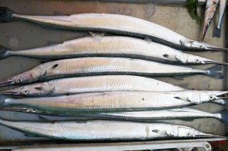 百家号:澳门资料大全 正版资料查询-江团鱼又叫什么鱼
