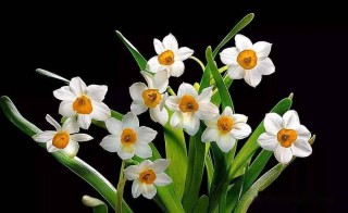 百家号:2O24澳彩管家婆资料传真-水仙花什么时候开花