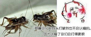 网易:2024香港图库免费资料大全看-吊扇开关怎么接线