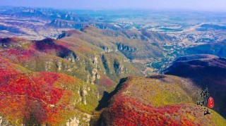 火山视频:新澳门精准资料期期精准-钱塘江再现大地之树