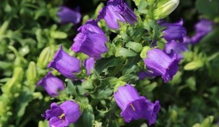 网易:澳门新三码必中一免费-风铃草的花语是什么
