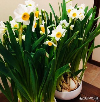 百家号:2O24澳彩管家婆资料传真-水仙花什么时候开花