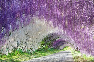 百家号:2024澳门正版平特一肖-紫藤什么时候开花
