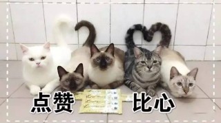 抖音视频:新澳门精准资料期期精准-护照过期怎么办理