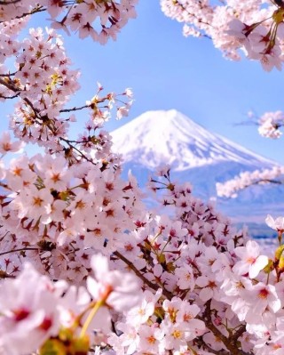 火山视频:澳门资料大全正版资料2024年免费-日本樱花什么时候开