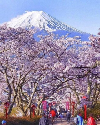 火山视频:澳门资料大全正版资料2024年免费-日本樱花什么时候开
