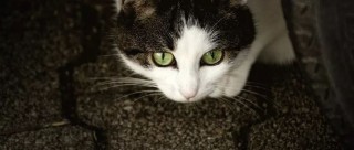 搜狐:4949澳门开奖结果-开车撞死猫有什么预兆