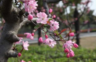 中新网:2024新奥今晚开什么-一树梨花压海棠什么意思