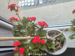微博订阅:2024澳门资料正版大全-长寿花不开花是什么原因呢