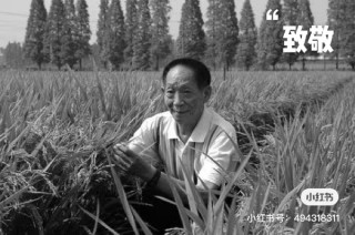 小红书:7777788888一肖一码-杂交水稻是什么