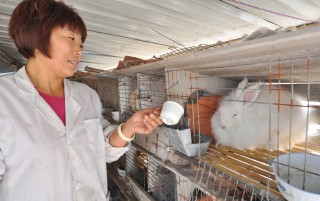 微博订阅:精准一码免费公开澳门-农村养什么兔子赚钱