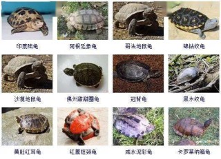 阿里巴巴:2o24澳门正版精准资料-乌龟属于什么类动物