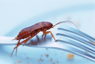 阿里巴巴:2o24澳门正版精准资料-蟑螂最怕什么气味