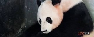 腾讯：管家婆一码一肖资料-猫怎么画简单又漂亮