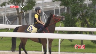 百度平台:香港资料大全正版资料2024年-一马当先是什么生肖