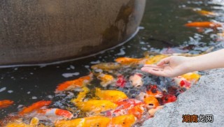 搜狐:澳门2024正版资料王中王-梦见被鱼咬是什么意思