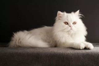 小红书:2024澳门金牛版正版资料大全免费-猫咪掉毛严重怎么办