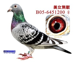 腾讯：2024澳门新资料大全免费-怎么炒鸽子