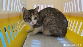 网易:2024管家婆正版六肖料-猫咪飞机耳是什么意思
